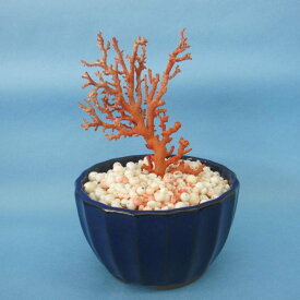 日本 高知沖産血赤珊瑚 原木 拝見 家宝 置物 飾り 盆栽風 『宝石サンゴ』 珊瑚婚 還暦 誕生日 御祝 厄除 御守 3月の誕生石 ギフト プレゼント 結婚35周年 珊瑚職人