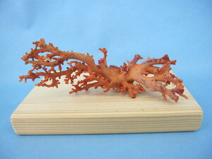 { mYԎX  q ƕ u  t w΃TSx X荥 җ a j   3̒a Mtg v[g 35N XEl