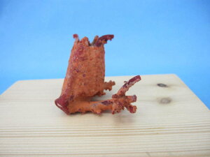 日本 高知沖産血赤珊瑚 原木 拝見 家宝 置物 飾り 台付 『宝石サンゴ』 珊瑚婚 還暦 誕生日 御祝 厄除 御守 3月の誕生石 ギフト プレゼント 結婚35周年 珊瑚職人