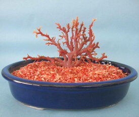 日本 高知沖産血赤珊瑚 原木 拝見 家宝 置物 飾り 盆栽風 『宝石サンゴ』 珊瑚婚 還暦 誕生日 御祝 厄除 御守 3月の誕生石 ギフト プレゼント 結婚35周年 珊瑚職人