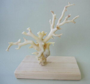 ~bhijX  q u t ΃TS X荥 җ a j   3̒a Mtg v[g 35N XEl