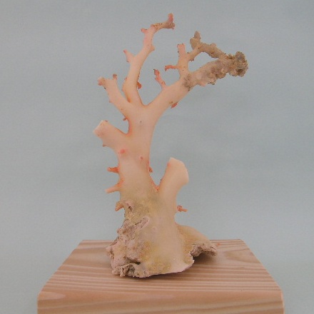 高知沖産白珊瑚の原木 拝見 置物 『宝石サンゴ』 珊瑚婚 還暦 誕生日