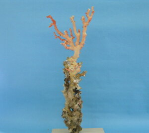 mYX̌؁EqEuw΃TSx X荥 җ a j   3̒a Mtg v[g 35N XEl