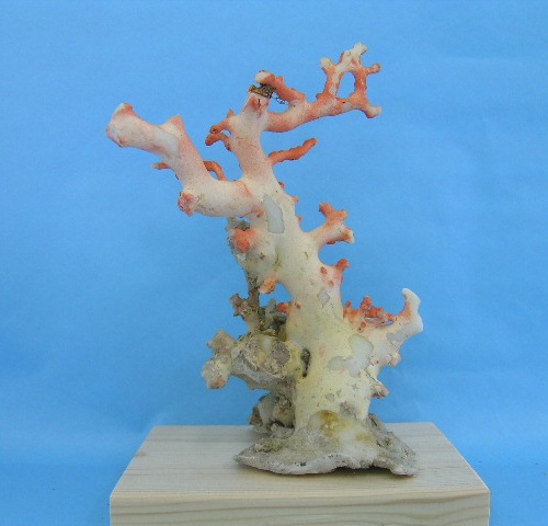 楽天市場】高知沖産白珊瑚の原木 拝見 置物『宝石サンゴ』 珊瑚婚 還暦