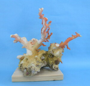 mYX̌؁EqEu w΃TSx X荥 җ a j   3̒a Mtg v[g 35N XEl