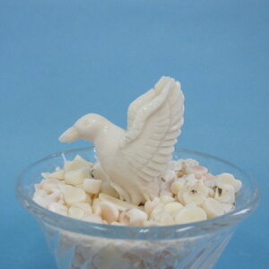 ~bhX ̒u o[h `bv X VRX F  TS     N ̓  coral R[