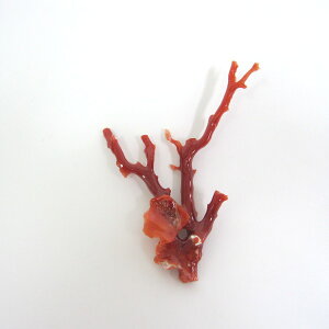 {EmYԎX }p[c  w΃TSx X荥 җ a j   3̒a Mtg v[g 35N XEl