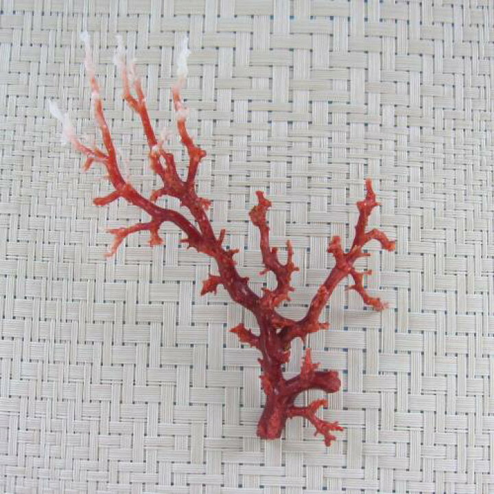 楽天市場 高知産血赤 ちあか 珊瑚の枝パーツ 手作り 天然 宝石サンゴ 珊瑚職人館ー土佐