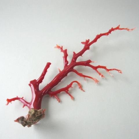 【楽天市場】高知産血赤（ちあか）珊瑚の枝パーツ/手作り/天然 