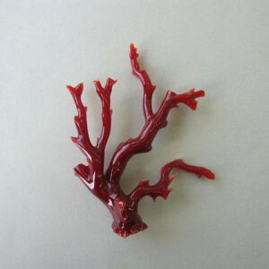 {EmYԎX }p[c  VR w΃TSx X荥 җ a j   3̒a Mtg v[g 35N XEl