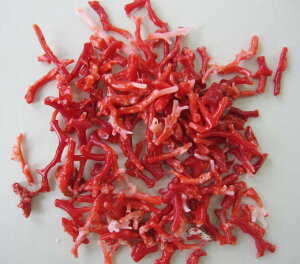 {EmY ō ԎX̏} 10 i37.5Oj w΃TSx X荥 җ a j   3̒a Mtg v[g 35N XEl