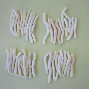 ~bhX i`Ȏ}p[c i10{j VRR[ w΃TSx X荥 җ a j   3̒a Mtg v[g 35N XEl