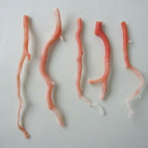 X }p[c i5{jVR R[ ΃TS X荥 җ a j   3̒a Mtg v[g 35N XEl