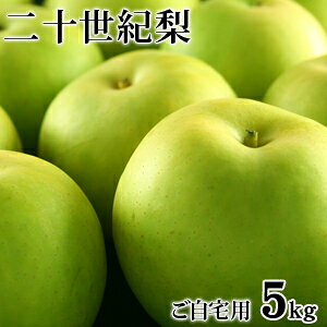 二十世紀梨(20世紀梨)5kg詰(16玉前後入/サイズ不揃い) 鳥取県産 梨 訳あり(ご自宅用) 送料無料(北海道・沖縄を除く)