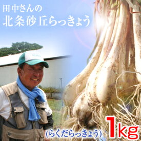 鳥取県産 特別栽培 田中さんの北条砂丘らっきょう1kg（根付き土付き らくだらっきょう 国産） らっきょう 鳥取 お取り寄せ 送料無料