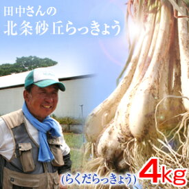 楽天市場 らっきょう 栽培 北海道の通販 楽天市場 らっきょう 栽培 北海道の通販