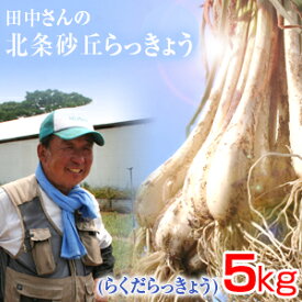 鳥取県産 特別栽培 田中さんの北条砂丘らっきょう5kg（根付き土付き らくだらっきょう 国産） 送料無料（北海道・沖縄を除く）