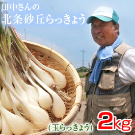鳥取県産 特別栽培 田中さんの北条砂丘らっきょう2kg（根付き土付き 玉らっきょう 国産） らっきょう 鳥取 お取り寄せ 送料無料