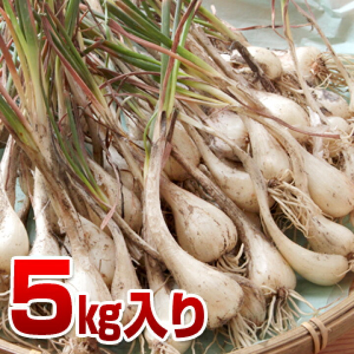 楽天市場】鳥取県産 特別栽培 田中さんの北条砂丘らっきょう5kg 