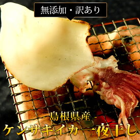 剣先イカ 一夜干し 訳あり 島根県産 ケンサキイカ 白イカ 干物 国産 無添加 冷凍 おつまみ 送料無料（北海道・沖縄を除く）
