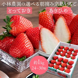 小林農園の選べる朝摘み完熟いちご 約1kg（24〜30粒） 鳥取県オリジナル新品種「とっておき」/「章姫（あきひめ）」 大粒 化学肥料不使用 減農薬 イチゴ 苺 フルーツ 高級 ギフト プレゼント 送料無料（北海道・沖縄を除く）
