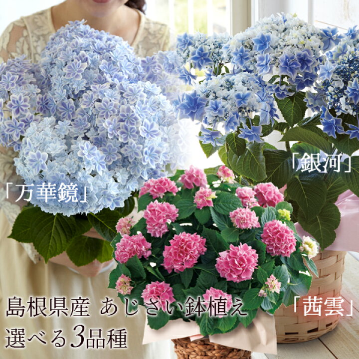 楽天市場 母の日 プレゼント ギフト 花 22 島根県産 あじさい鉢植え 選べる3品種 万華鏡 銀河 茜雲 送料無料 北海道 沖縄を除く パーソナルギフト 風味絶佳 山陰