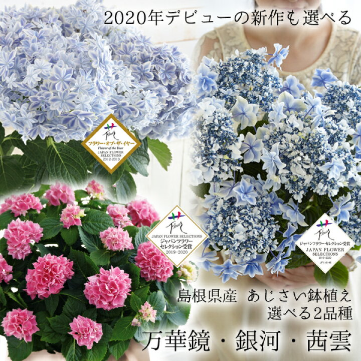 楽天市場 母の日 プレゼント ギフト 花 22 島根県産 あじさい鉢植え 選べる3品種 万華鏡 銀河 茜雲 送料無料 北海道 沖縄を除く パーソナルギフト 風味絶佳 山陰