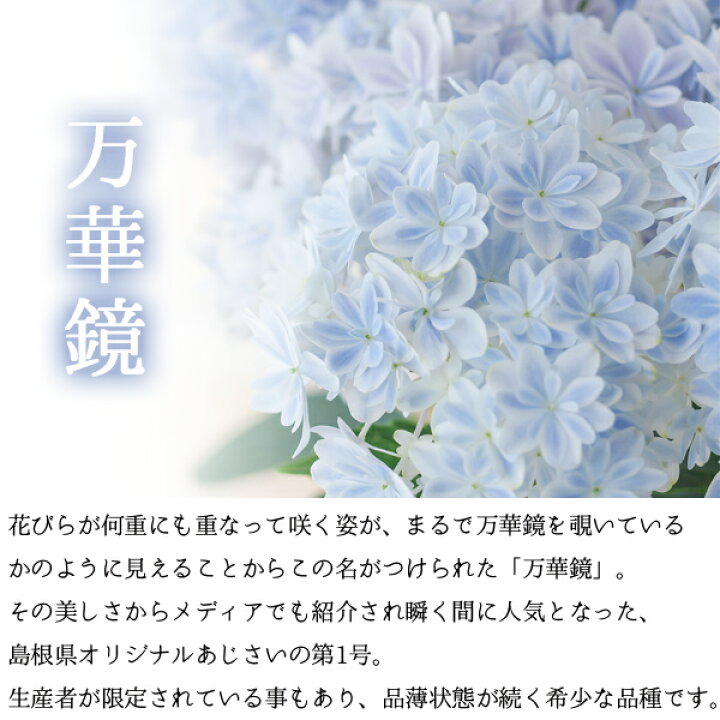 楽天市場 母の日 プレゼント ギフト 花 22 島根県産 あじさい鉢植え 選べる3品種 万華鏡 銀河 茜雲 送料無料 北海道 沖縄を除く パーソナルギフト 風味絶佳 山陰