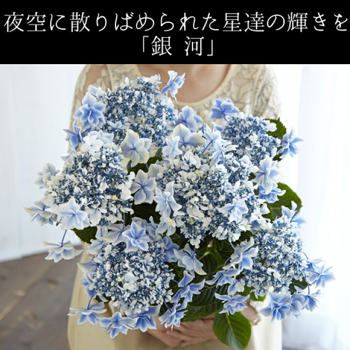 楽天市場 母の日 プレゼント ギフト 花 22 島根県産 あじさい鉢植え 選べる3品種 万華鏡 銀河 茜雲 送料無料 北海道 沖縄を除く パーソナルギフト 風味絶佳 山陰