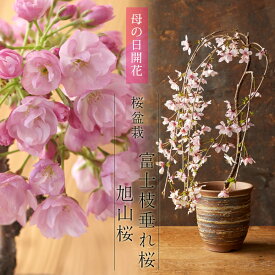 母の日 プレゼント ギフト 花 2024『 桜盆栽 選べる2品種（「旭山」「枝垂れ」） さくら盆栽 送料無料』