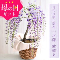 楽天市場】母の日一才藤の通販