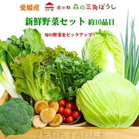 『新鮮野菜セット 約10品目』 産直 新鮮 野菜 やさい 愛媛産 鬼北 農作物 料理 旬 季節