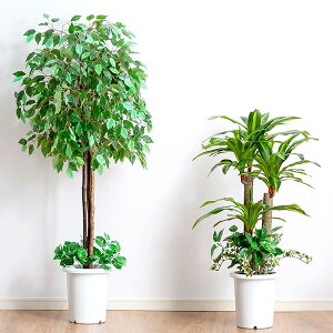 幸福の木 観葉植物の人気商品 通販 価格比較 価格 Com
