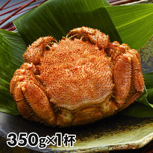 ACGXC kCY {CтɎp 1t 1ZbgF350g×1t