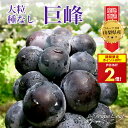 [SALEポイント2倍] [数量限定] 巨峰 ぶどう 種なし 山梨県 ぶどう 1kg 葡萄 ブドウ 産地直送 2房 ギフト プレゼント 贈り物 敬老の日 Kyoho Grape [1房 400-600g]