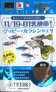 gc grI Obs[EJV̉a 30g