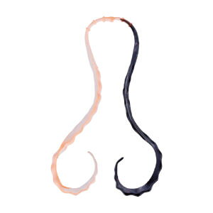 y5Zbg/NbN|Xgz ܂(gamakatsu) lN^C  3D \tglN^C