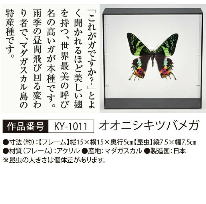 楽天市場】世界の珍しい本物の昆虫標本コレクション 第2弾 「オオ二 