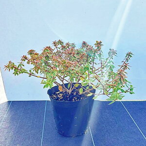 sc؁tAxA@TVCfCh[y15.0cm|bgFPi/Zbg̔z