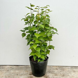 sc؁te_CENyH0.3`0.4m@15.0cm|bgFPi/Zbg̔z