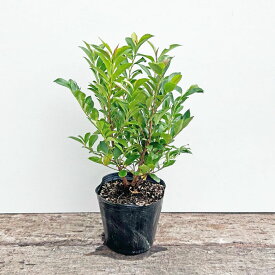 《苗木》ヒサカキ【H0.4～0.5m　15.0cmポット：単品/セット販売】