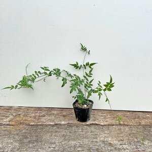 sctnSWX~y10.5cm|bgFPi/Zbg̔z