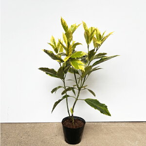 植木 常緑低木 耐寒性」の人気商品一覧・価格比較 - 価格.com