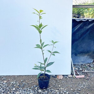 sc؁tAJVyH0.3mO@10.5cm|bgFPi/Zbg̔z