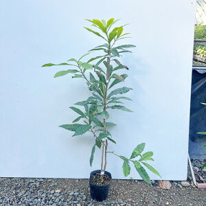 《苗木》ヤマモモ【H0.4m内外 10.5cmポット:単品/セット販売】