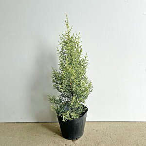 sc؁tA]iCgXM@TtAyH0.4`0.5m@15.0cm|bgz