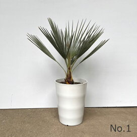 楽天市場】《苗》クサソテツ【12.0cmポット：単品/セット販売 