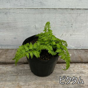 sctjVLV_@sN^y12.0cm|bgFPi/Zbg̔z