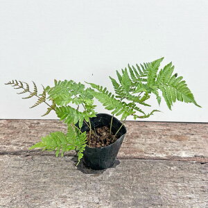 sctxjV_y10.5cm|bgFPi/Zbg̔z