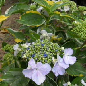 sc؁tAWTC@EF[uy15.0cm|bg/18.0cm|bgz